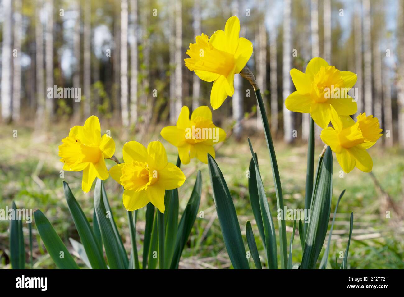 Jonquilles jaunes, fleurs printanières dans le jardin. Bouleaux défocués en arrière-plan. Banque D'Images