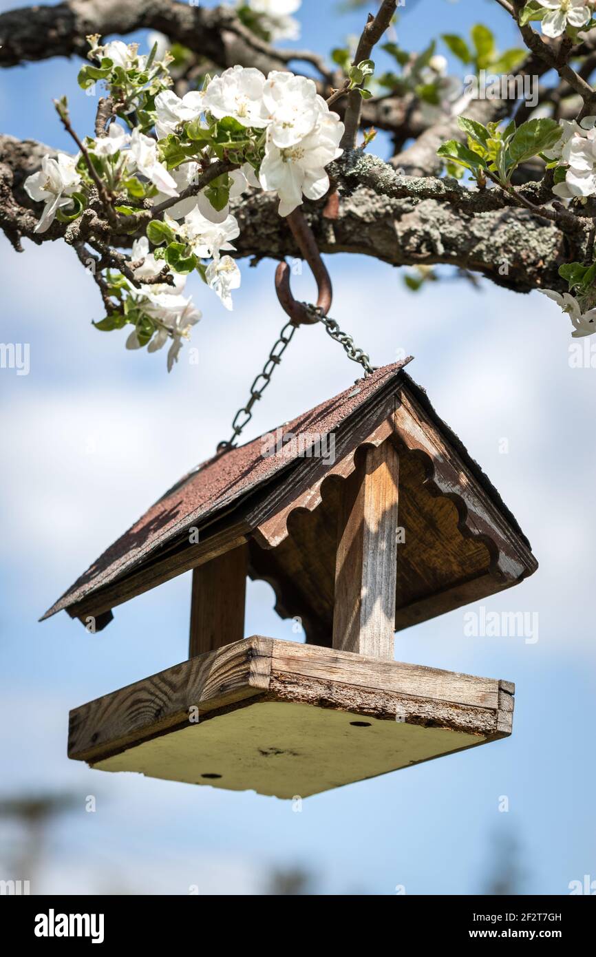 Mangeoire à oiseaux accrochée à la branche en fleur au printemps. Nourrir les oiseaux dans le jardin et le verger Banque D'Images