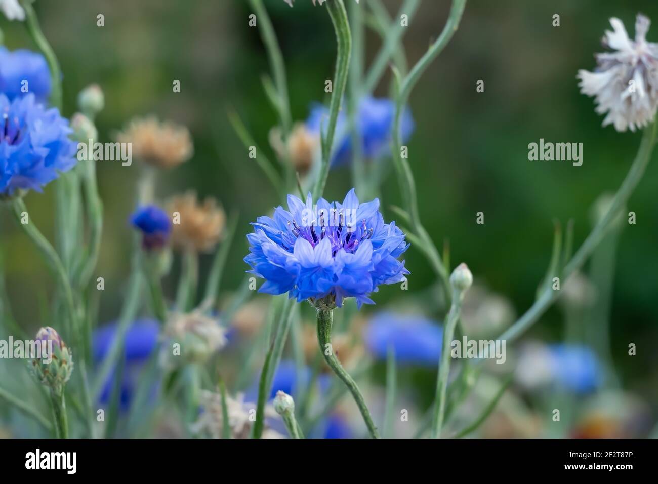 un bouton de fleur bleuâtre d'une fleur de maïs sur un vert arrière-plan des tiges de fleurs dans un lit de fleurs Banque D'Images