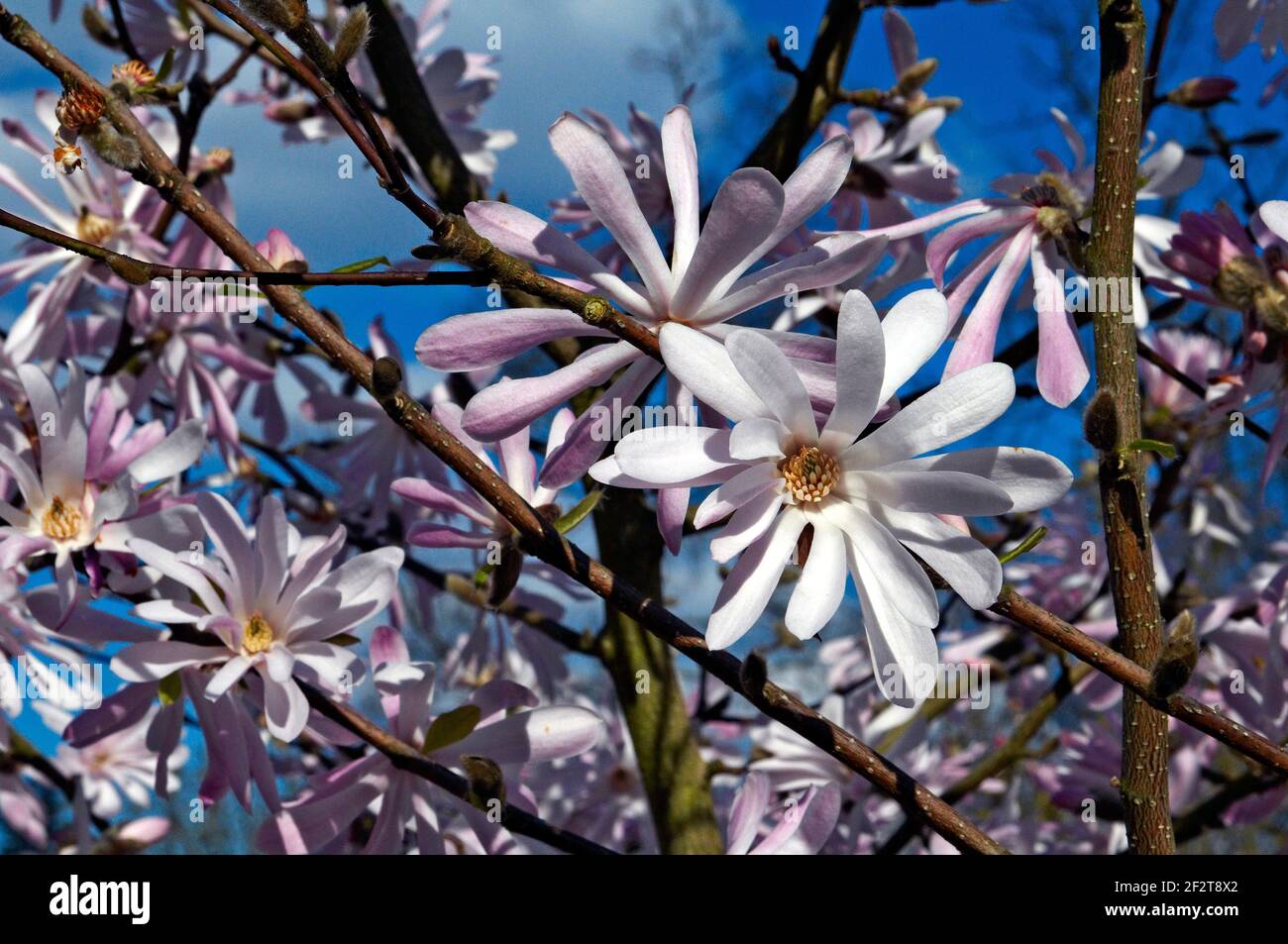 Magnolia x Loebneri « Raspberry Fun » aux jardins de Kew Banque D'Images