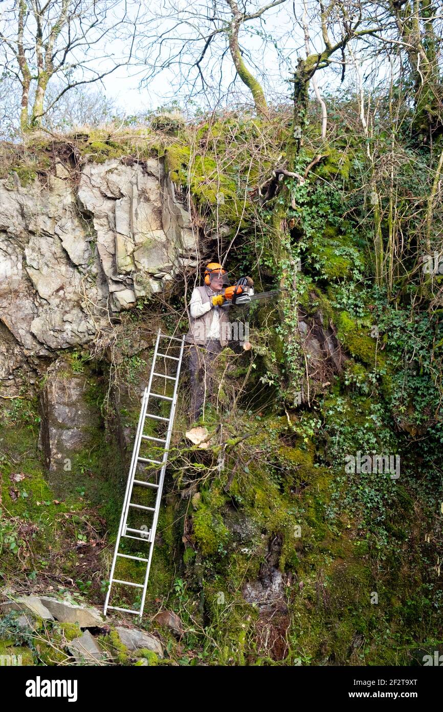 Homme portant un casque de sécurité sur l'échelle, appuyé contre un précipice rocheux mur dans le jardin avec tronçonneuse tailler les arbres et les branches Spring Wales UK KATHY DEWITT Banque D'Images