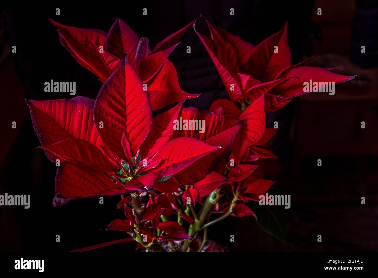 Plante de poinsettia rouge, Euphorbia pulcherrima, illuminée par un faisceau de soleil sur fond sombre.Abruzzes, Italie, Europe Banque D'Images