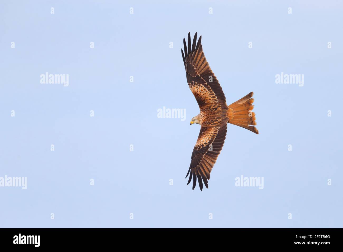 Un cerf-volant (Milvus milvus) en vol au Royaume-Uni Banque D'Images