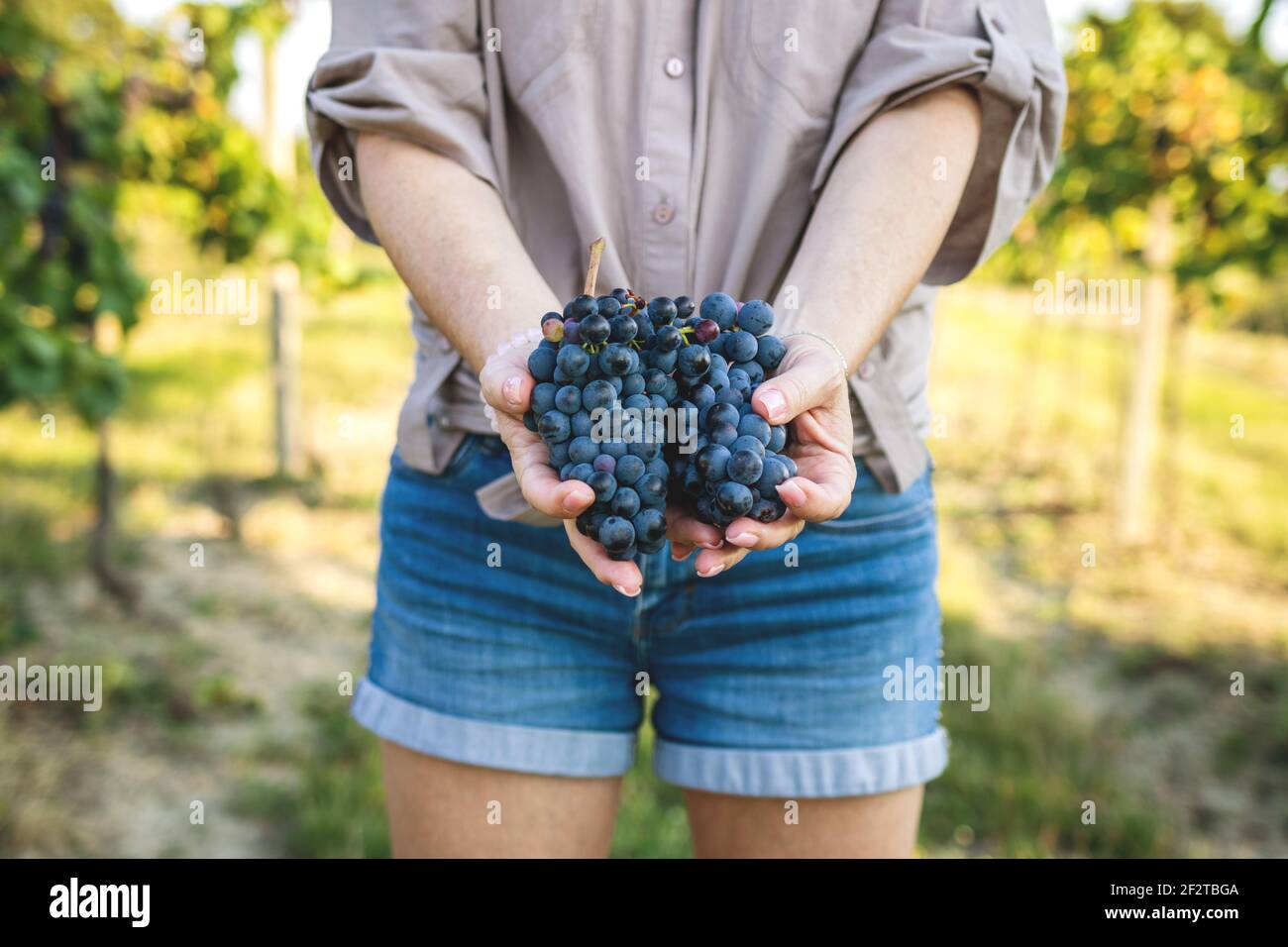 Agriculteur tenant des raisins mûrs dans le vignoble. Femme récolte du raisin bleu pour la vinification Banque D'Images