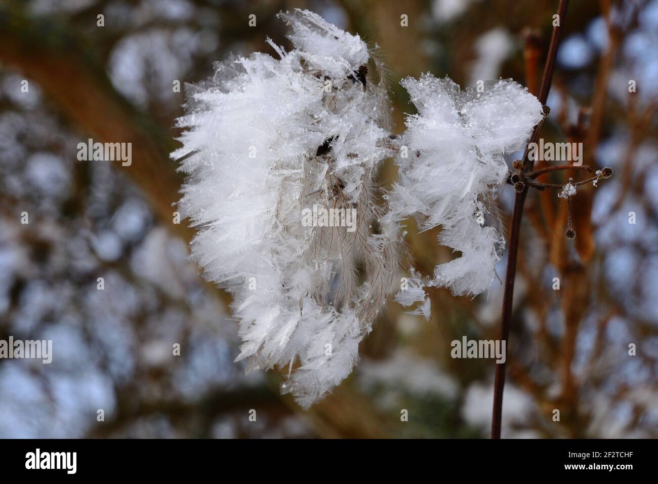 glace à plumes sur la branche Banque D'Images