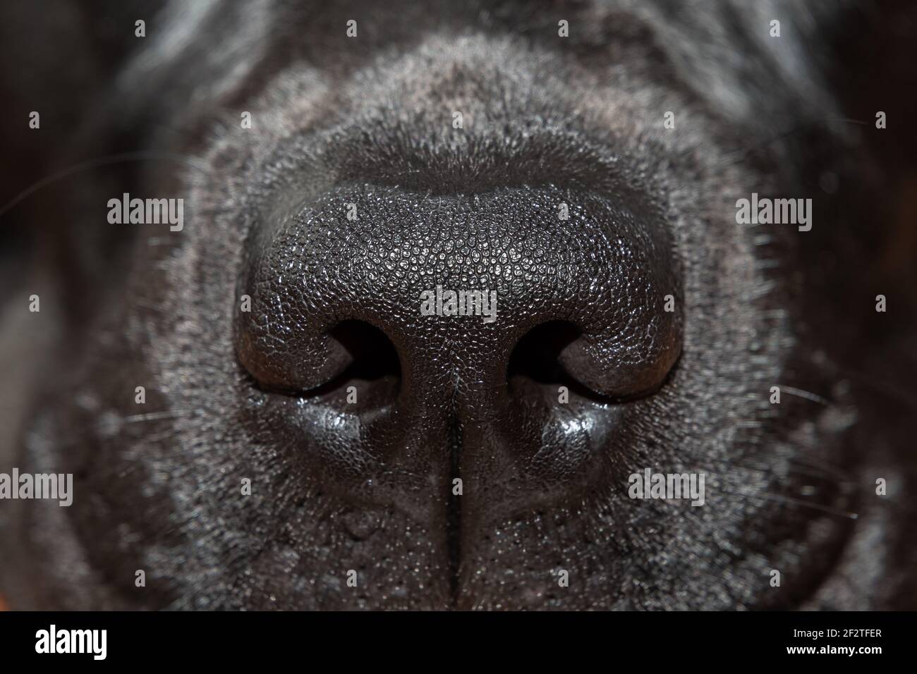 Macro photo, nez de labrador noir gros plan (mise au point sélective) Banque D'Images