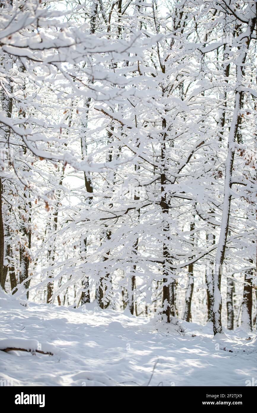 Paysage d'hiver dans les montagnes Banque D'Images