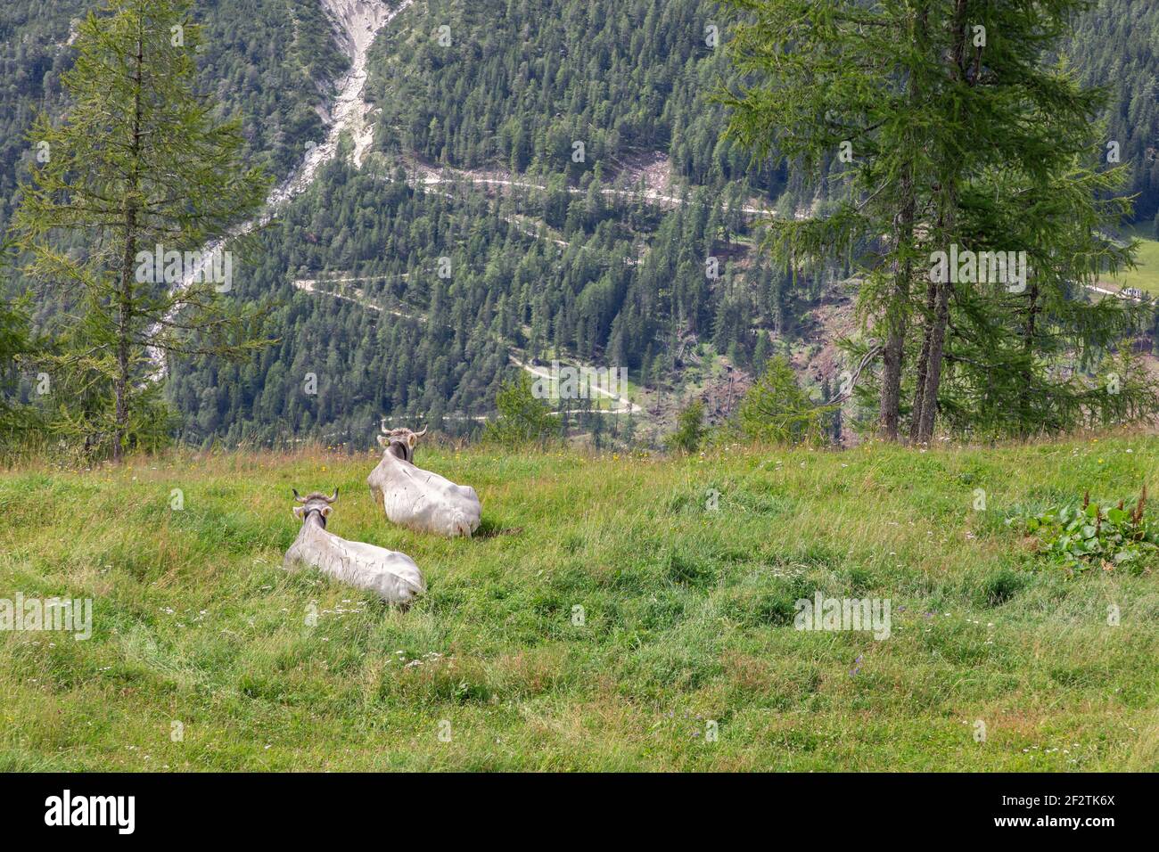 Deux jeunes vaches se trouvent dans un pré et admirent le Paysage des Alpes italiennes Banque D'Images