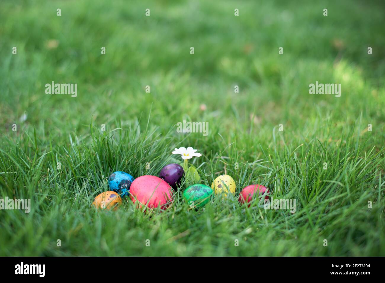 Caché dans l'herbe oeufs de Pâques, qui sont peints dans différentes couleurs Banque D'Images