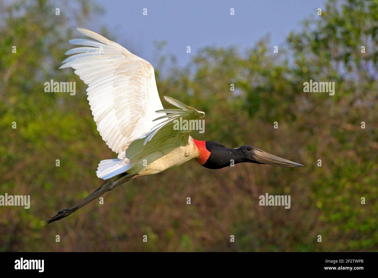 Mouche de la cigogne de Jabiru. Jabiru, Jabiru mycteria, oiseau noir et blanc dans l'eau verte avec fleurs, ailes ouvertes, animal sauvage dans l'habitat naturel, Panlan Banque D'Images