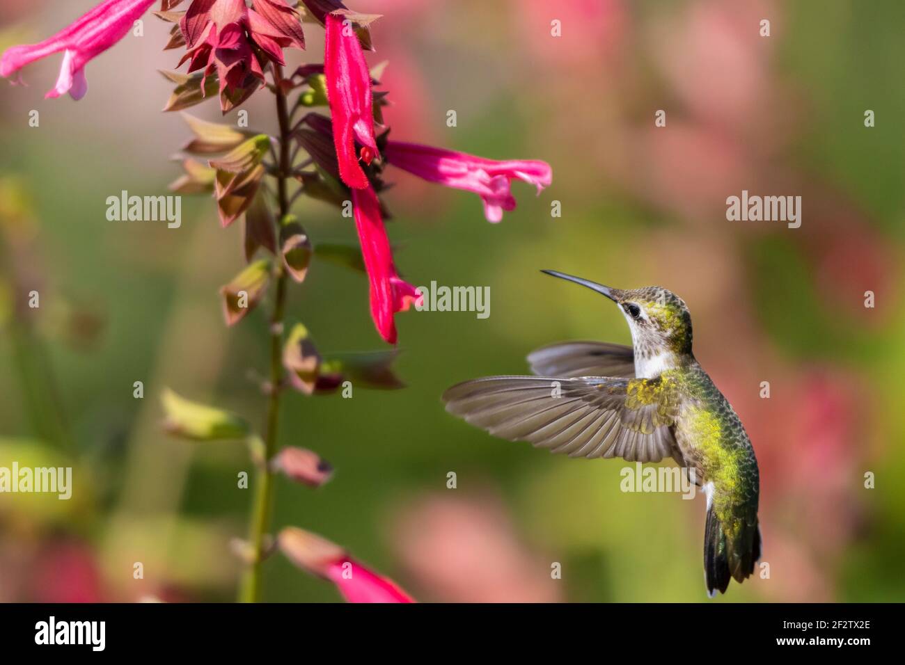 Rubis Hummingbird 01162-16810 Hummingbird à gorge rubis (Archilochus colubris) à Salvia ...