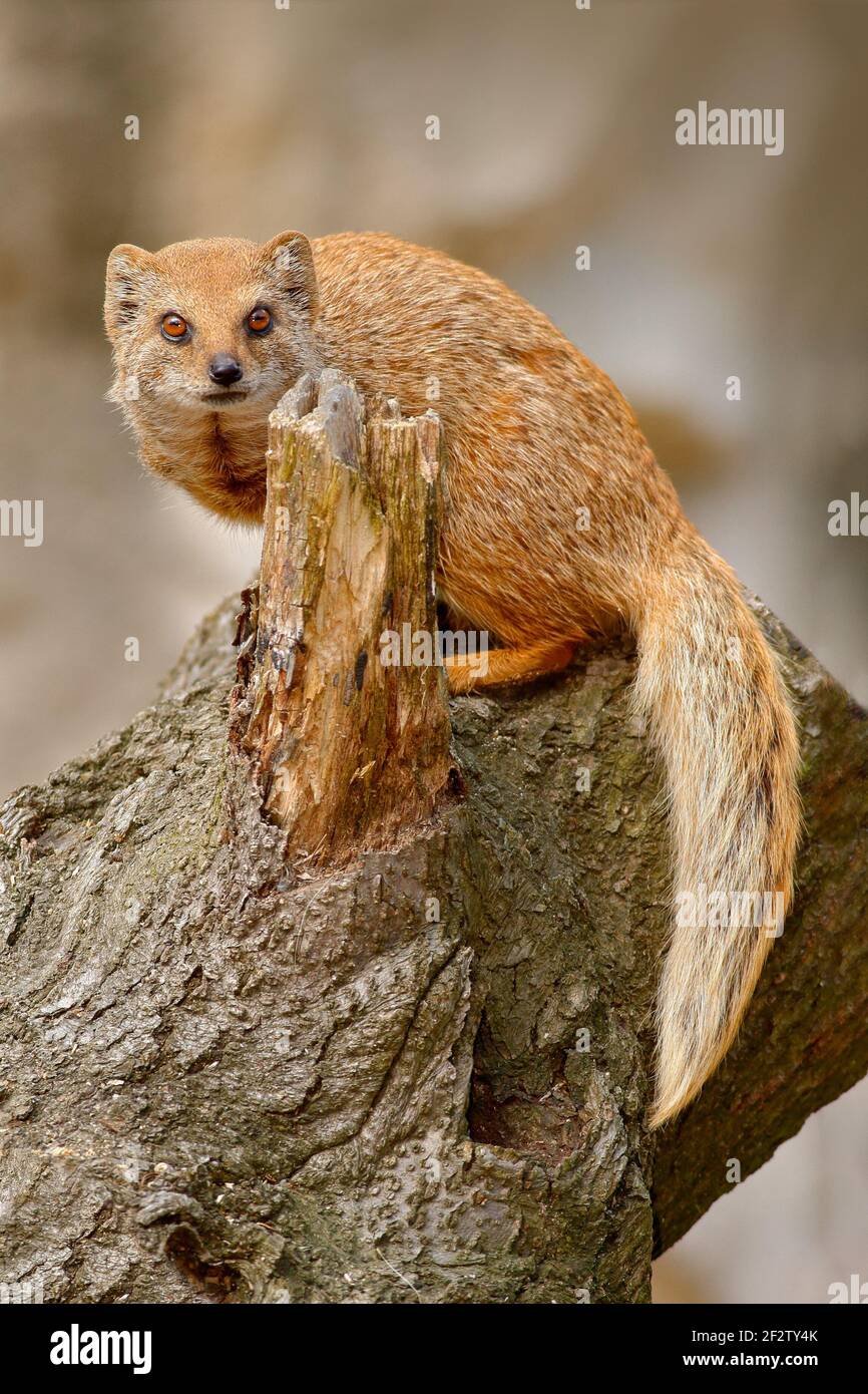 Mongoose jaune, Cynictis penicillata, assis sur le tronc de l'arbre. L'Afrique sauvage. Banque D'Images