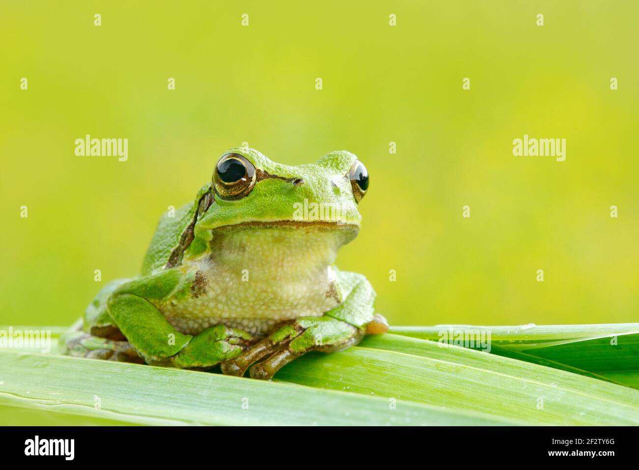 La grenouille des arbres européens, Hyla arborea, assise sur de la paille à fond vert clair. Joli vert amphibien dans l'habitat de la nature. Grenouille sauvage sur la prairie près Banque D'Images