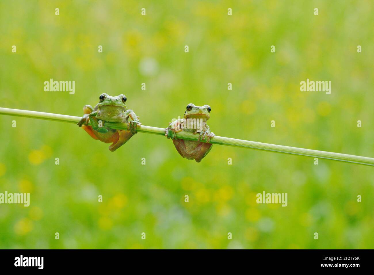 La grenouille des arbres européens, Hyla arborea, assise sur de la paille à fond vert clair. Joli vert amphibien dans l'habitat de la nature. Grenouille sauvage sur la prairie près Banque D'Images