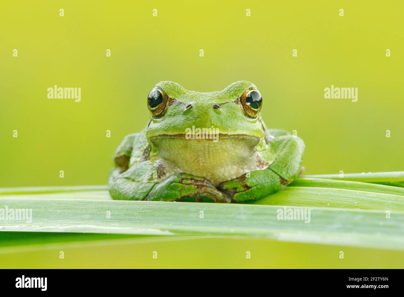 La grenouille des arbres européens, Hyla arborea, assise sur de la paille à fond vert clair. Joli vert amphibien dans l'habitat de la nature. Grenouille sauvage sur la prairie près Banque D'Images