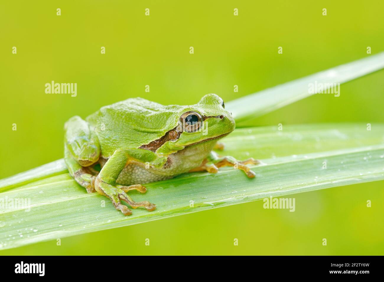 La grenouille des arbres européens, Hyla arborea, assise sur de la paille à fond vert clair. Joli vert amphibien dans l'habitat de la nature. Grenouille sauvage sur la prairie près Banque D'Images