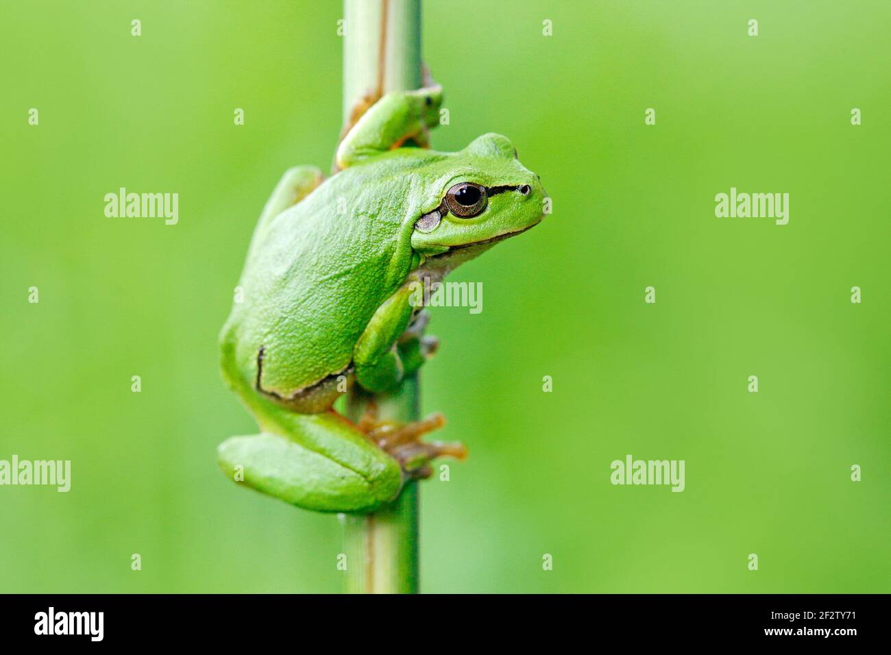 La grenouille des arbres européens, Hyla arborea, assise sur de la paille à fond vert clair. Joli vert amphibien dans l'habitat de la nature. Grenouille sauvage sur la prairie près Banque D'Images