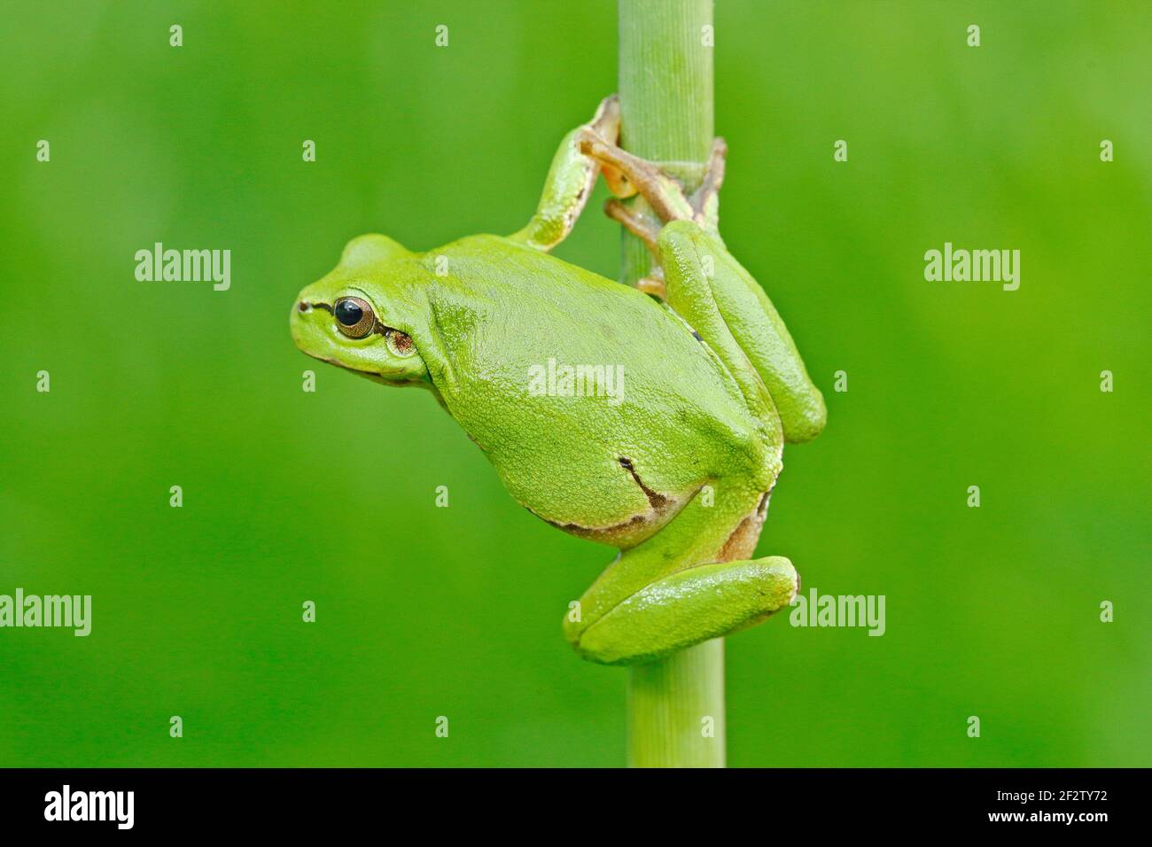 La grenouille des arbres européens, Hyla arborea, assise sur de la paille à fond vert clair. Joli vert amphibien dans l'habitat de la nature. Grenouille sauvage sur la prairie près Banque D'Images
