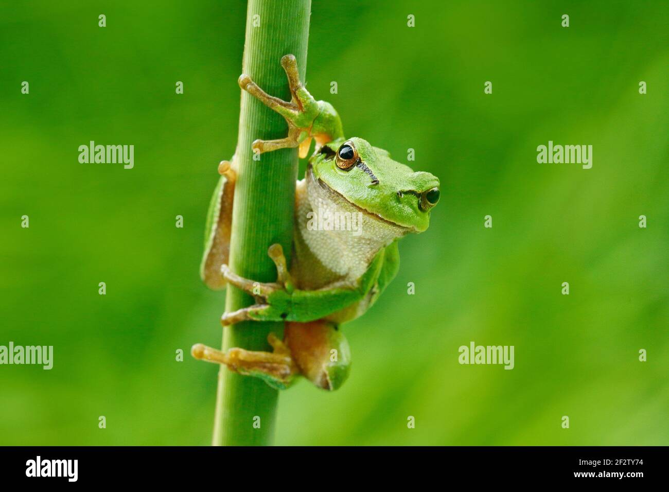 La grenouille des arbres européens, Hyla arborea, assise sur de la paille à fond vert clair. Joli vert amphibien dans l'habitat de la nature. Grenouille sauvage sur la prairie près Banque D'Images