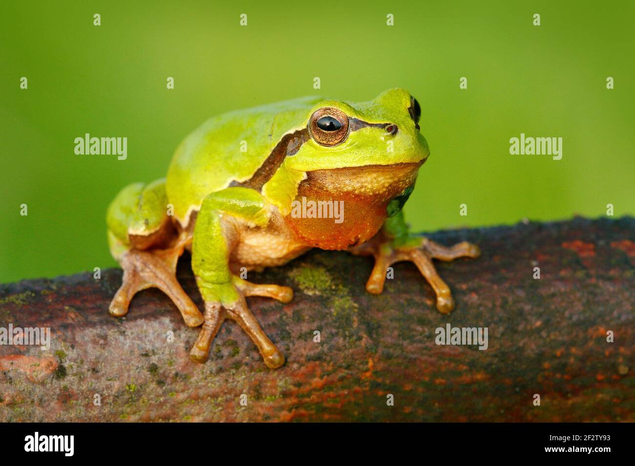 La grenouille des arbres européens, Hyla arborea, assise sur de la paille à fond vert clair. Joli vert amphibien dans l'habitat de la nature. Grenouille sauvage sur la prairie près Banque D'Images