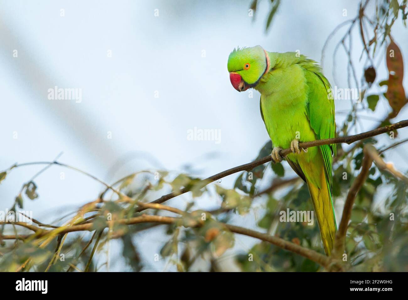 Parakeet à anneaux roses (Psittacula krameri) Banque D'Images