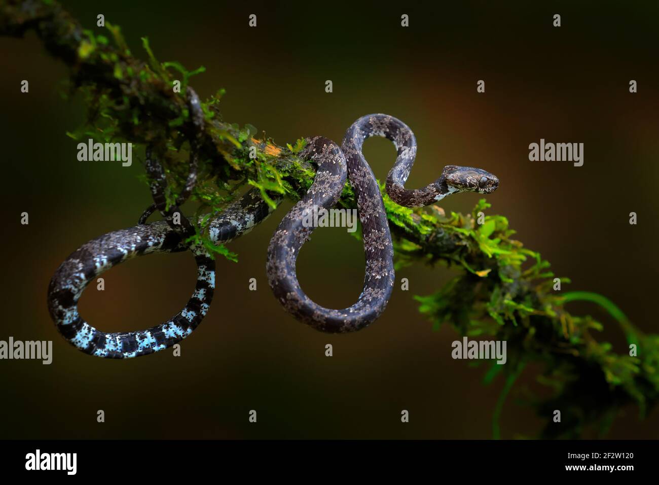 Sueur d'escargots nuageux, Sibon nebulatus, serpent, blanc de mousse verte. Serpent non venimeux dans l'habitat naturel. Animal toxique d'Amérique du Sud. Jaune Banque D'Images