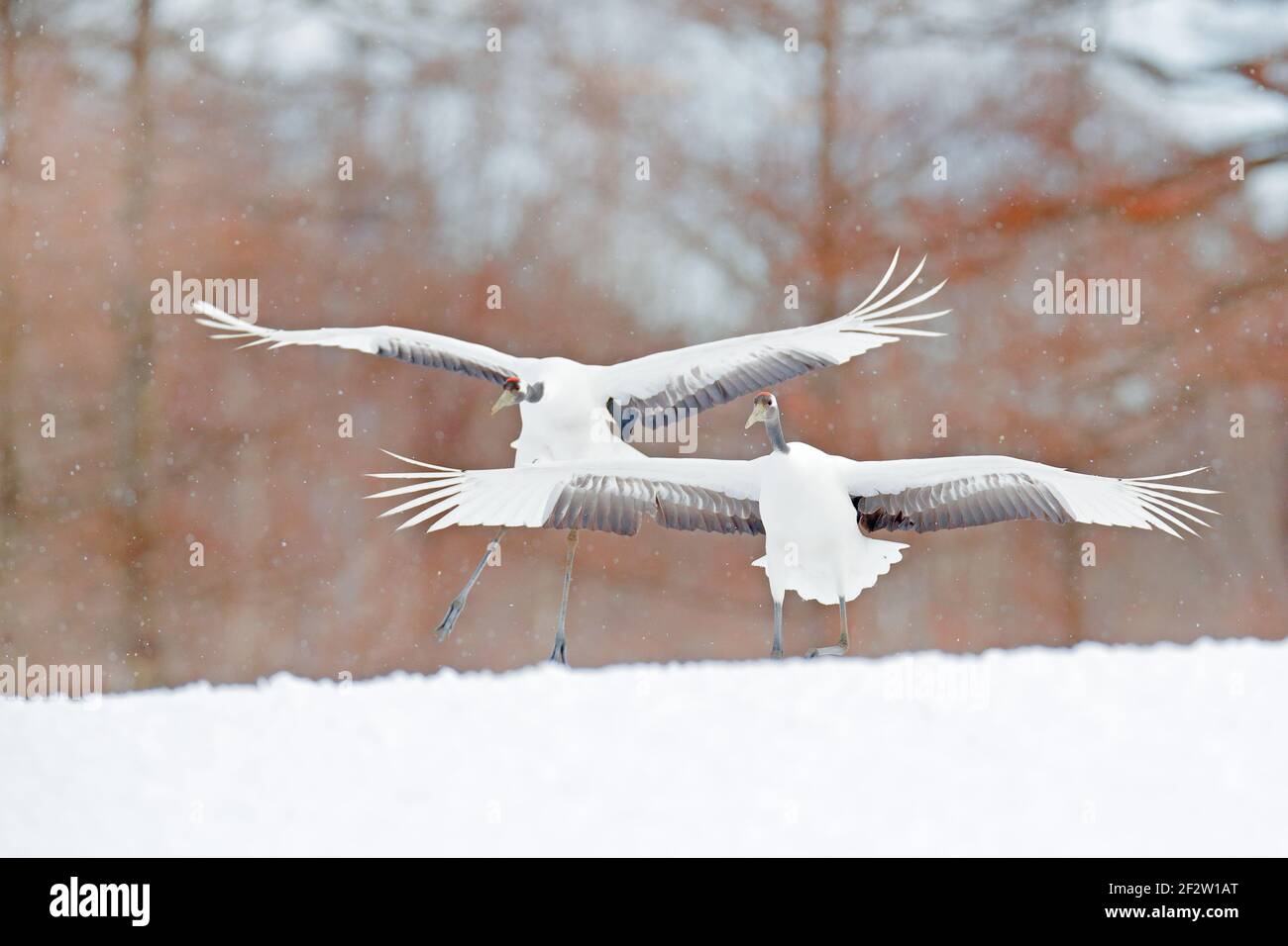 Deux oiseaux dansant. Voler blanc deux oiseaux grue à couronne rouge, Grus japonensis, à aile ouverte, ciel bleu avec nuages blancs en arrière-plan, Hokkaido, JAPA Banque D'Images