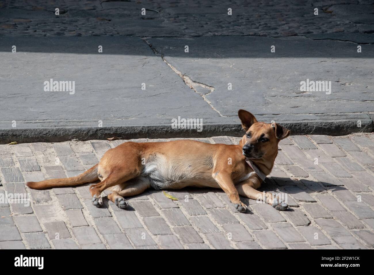 À la Havane Cuba, plus d'une douzaine d'institutions publiques ont « adopté » un chien errant, qui est ensuite émis avec une carte d'identité officielle de l'État portant son nom Banque D'Images