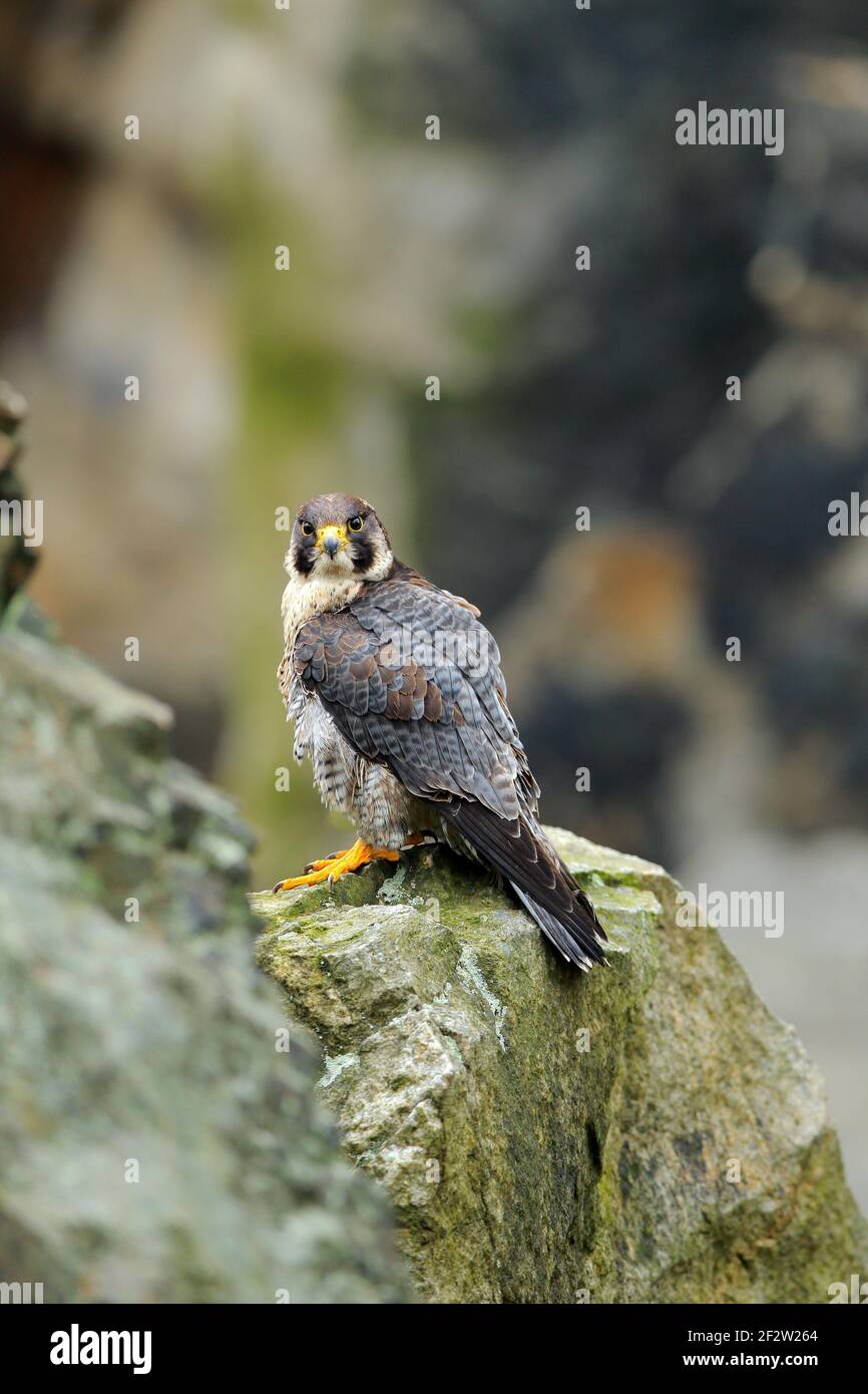 Oiseau roc Banque de photographies et d’images à haute résolution - Alamy