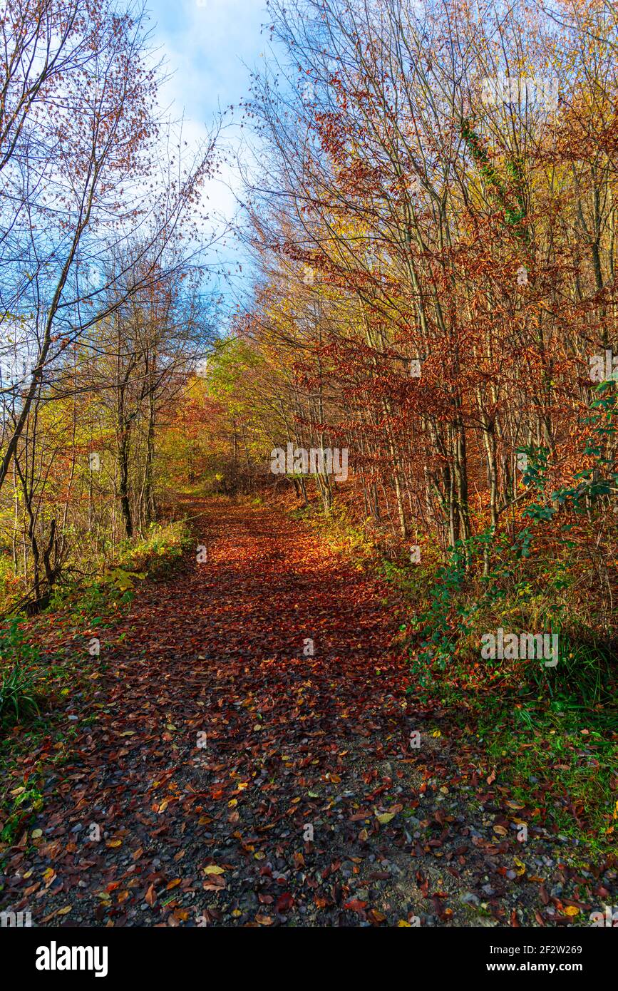 Paysage d'automne dans la forêt Banque D'Images