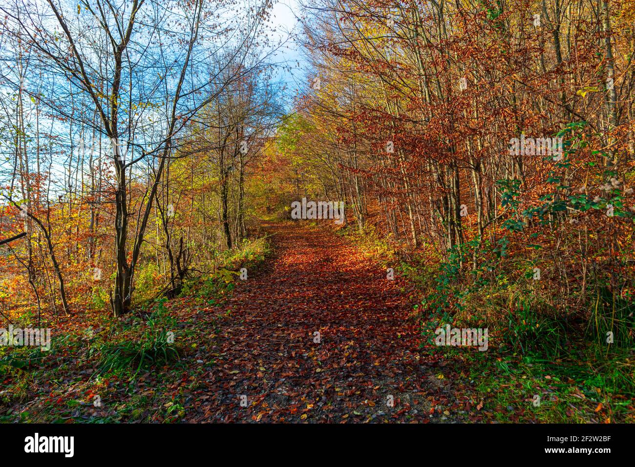 Paysage d'automne dans la forêt Banque D'Images