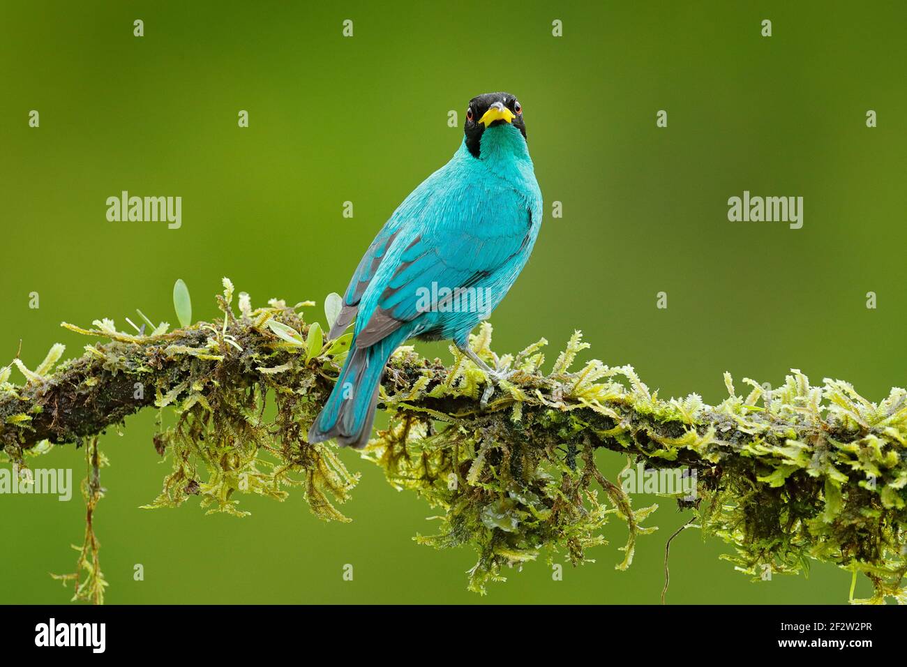 Tanager de la forêt tropicale. Portrait en gros plan d'un animal agréable dans l'habitat. Détail d'un bel oiseau. Green Honeyrampante, Chlorophanes spiza, trop exotique Banque D'Images
