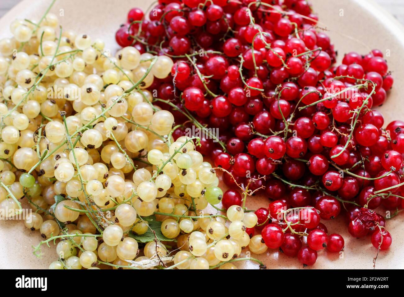cassis-rouge-et-blanc-fruits-