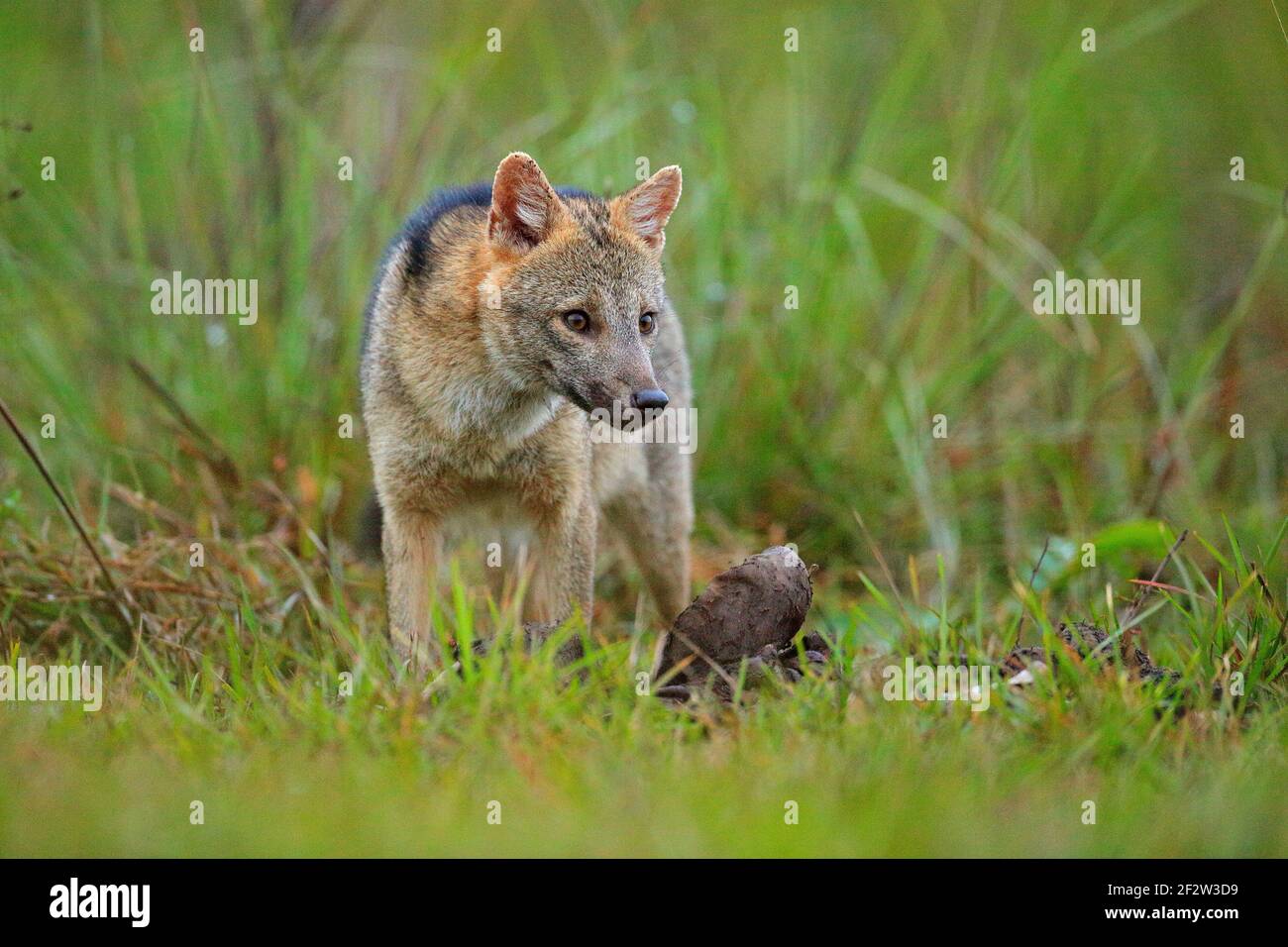 Faune, Pantanal, Brésil. Végétation verte, renard sauvage mignon. Chien avec carcasse. Renard crabes, cerdocyon thous, renard forestier, renard à bois ou Maikong. Sauvage Banque D'Images