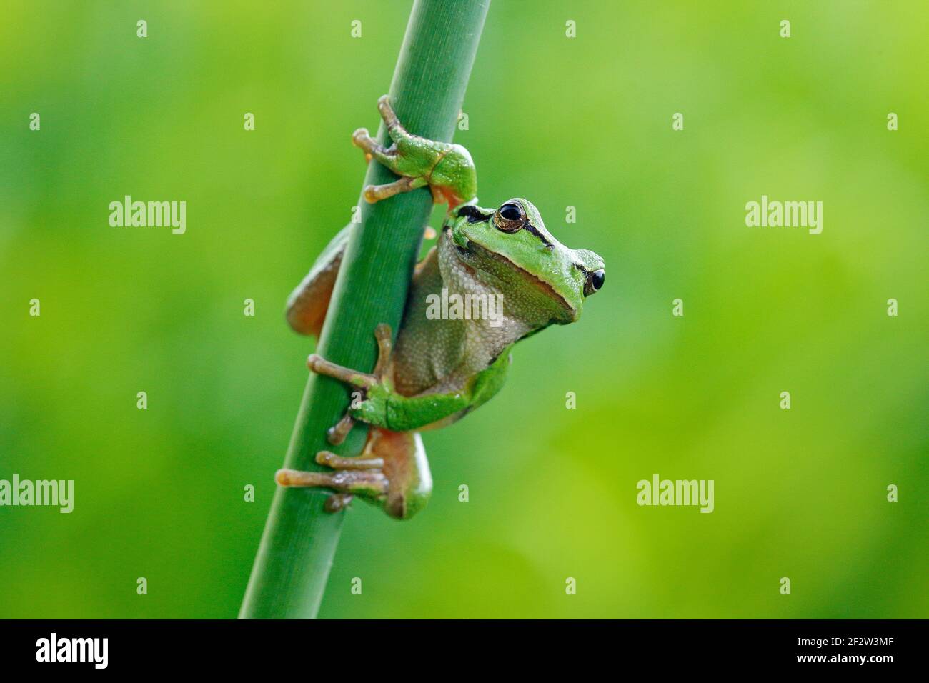 La grenouille des arbres européens, Hyla arborea, assise sur de la paille à fond vert clair. Joli vert amphibien dans l'habitat de la nature. Grenouille sauvage sur la prairie près Banque D'Images