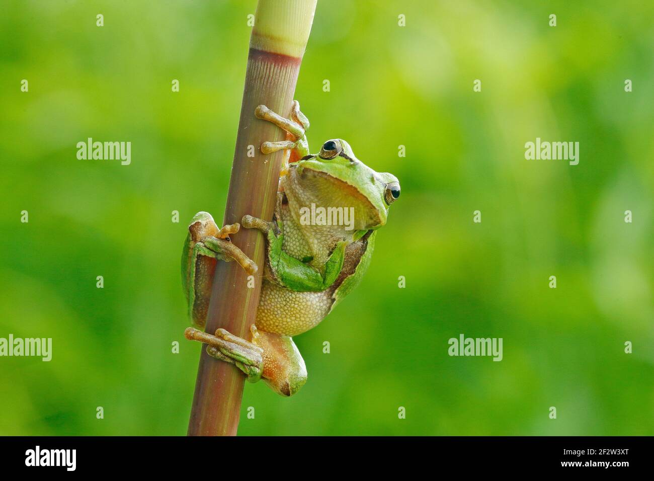 La grenouille des arbres européens, Hyla arborea, assise sur de la paille à fond vert clair. Joli vert amphibien dans l'habitat de la nature. Grenouille sauvage sur la prairie près Banque D'Images