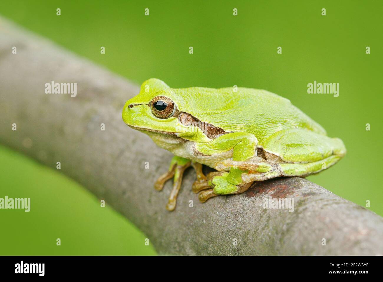 La grenouille des arbres européens, Hyla arborea, assise sur de la paille à fond vert clair. Joli vert amphibien dans l'habitat de la nature. Grenouille sauvage sur la prairie près Banque D'Images