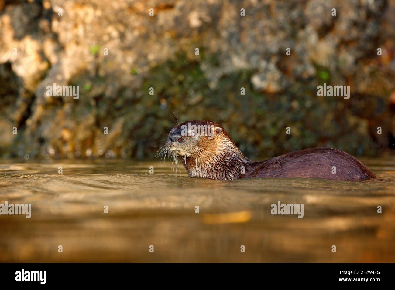 Neotropical Otter, Lontra longicaudis, assis sur la côte rocheuse, animal rare dans l'habitat naturel, Rio Negro, Pantanal, Brésil Banque D'Images
