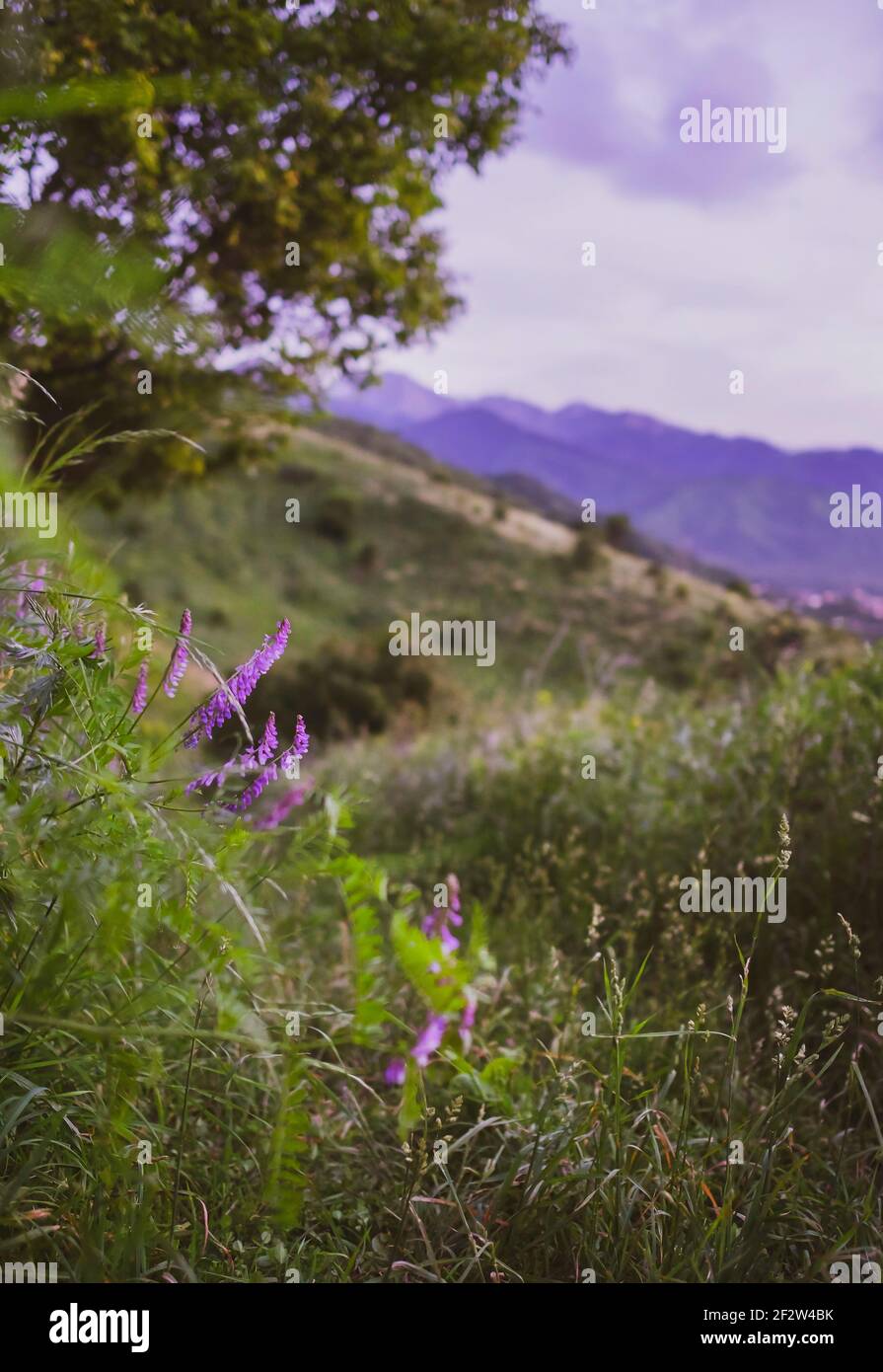 Magnifique paysage d'été, fleurs sauvages pourpres dans les montagnes Banque D'Images