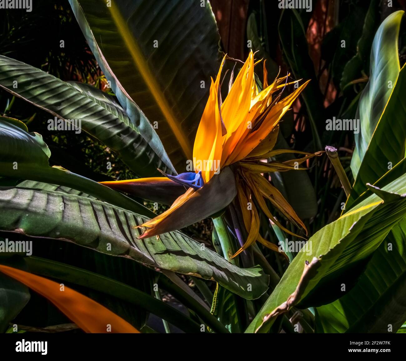Belle fleur d'oiseau de paradis à proximité de jardin coloré avec lumière et ombres Banque D'Images