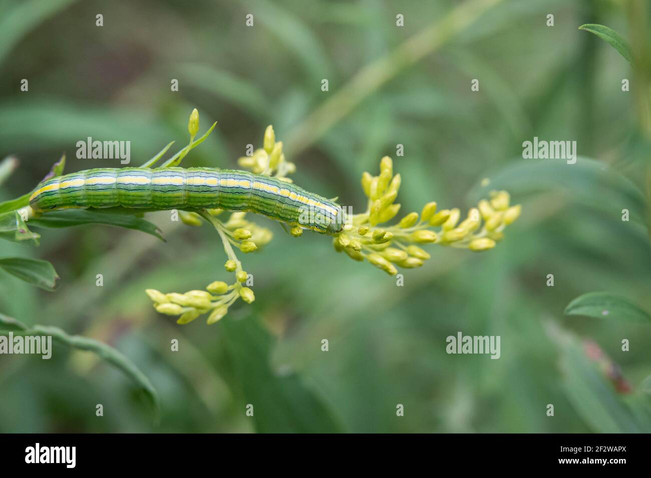 Goldenrod Hooded Owlet Moth Caterpillar sur Goldenrod Banque D'Images