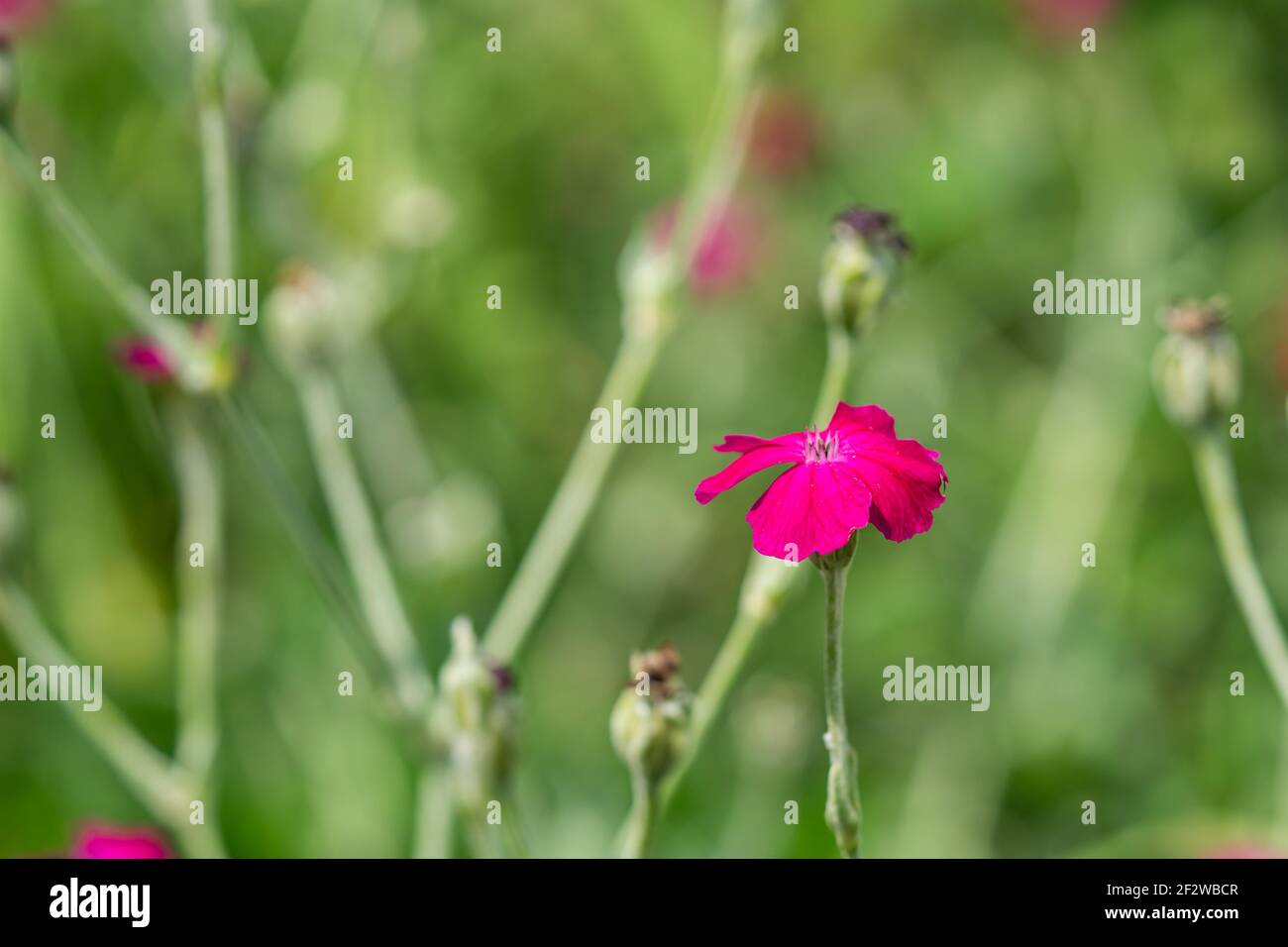 Fleur de Campion rose en été Banque D'Images