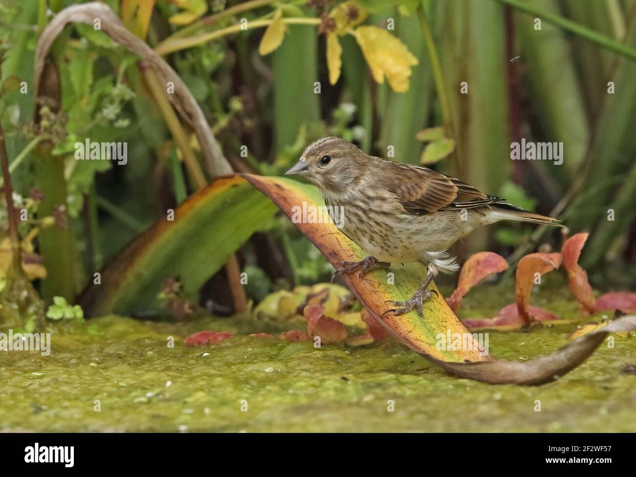 Le linnet commun (Linaria cannabina cannabina) juvénile perché sur la feuille de drapeau jaune approchant l'étang pour boire Eccles-on-Sea, Norfolk, Royaume-Uni Banque D'Images