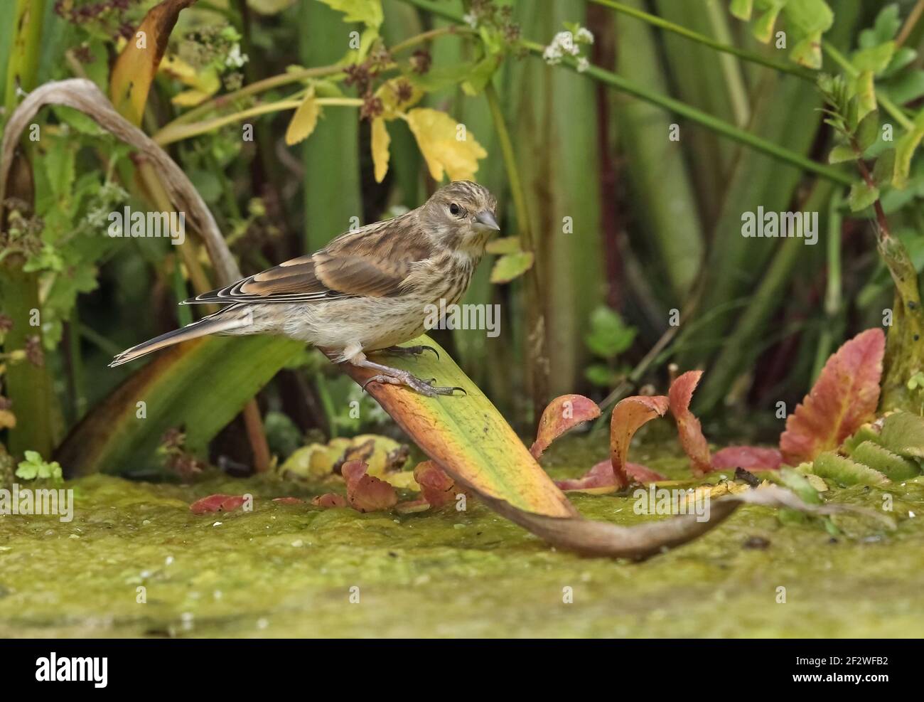 Le linnet commun (Linaria cannabina cannabina) juvénile perché sur la feuille de drapeau jaune approchant l'étang pour boire Eccles-on-Sea, Norfolk, Royaume-Uni Banque D'Images
