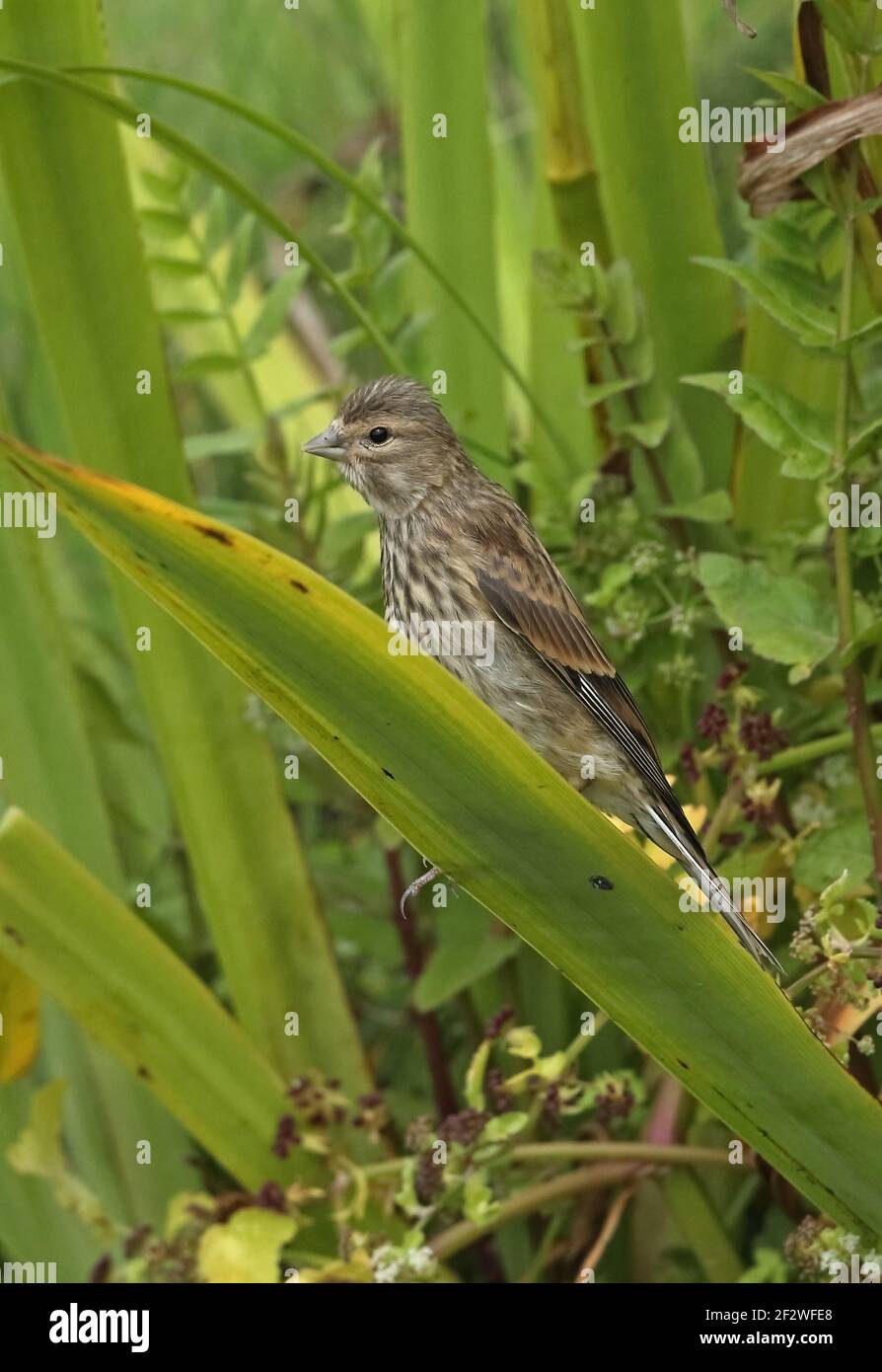 Le linnet commun (Linaria cannabina cannabina) juvénile perché sur la feuille de drapeau jaune approchant l'étang pour boire Eccles-on-Sea, Norfolk, Royaume-Uni Banque D'Images