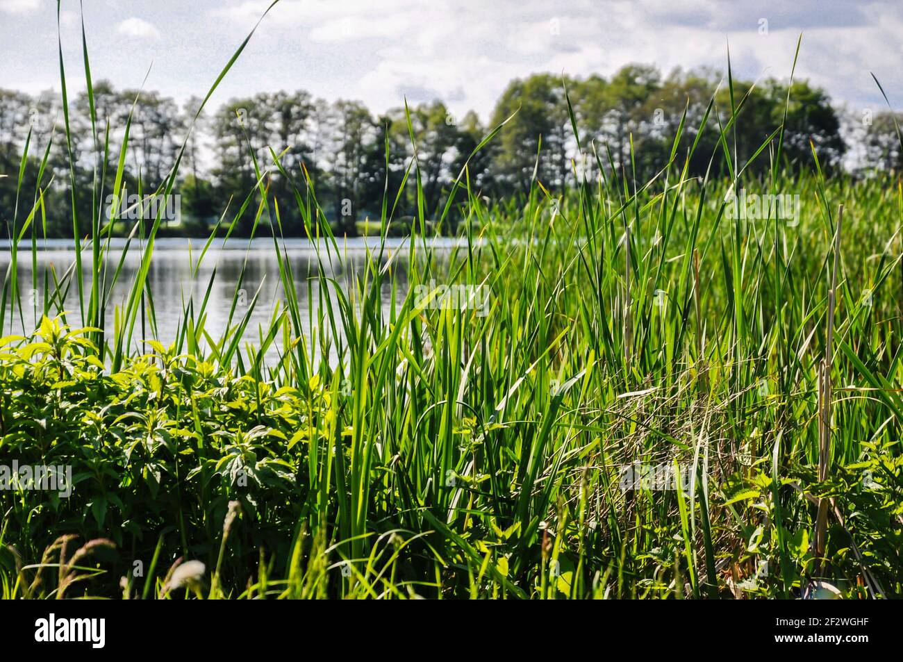 Vue sur un lac dans le Brandebourg avec une rangée d'arbres en arrière-plan. Au premier plan une rangée de roseau Banque D'Images