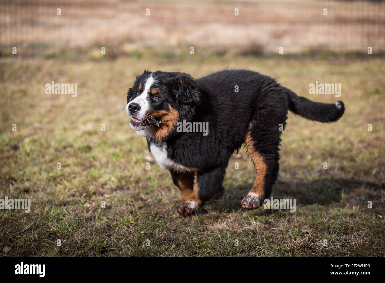 Chiot Bernese Mountain Dog, 14 semaines, courant Banque D'Images