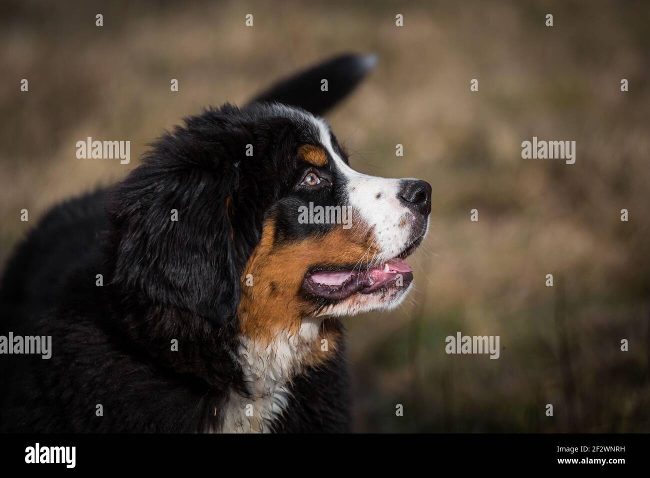 Portrait d'un chiot de montagne bernois de 14 semaines Banque D'Images