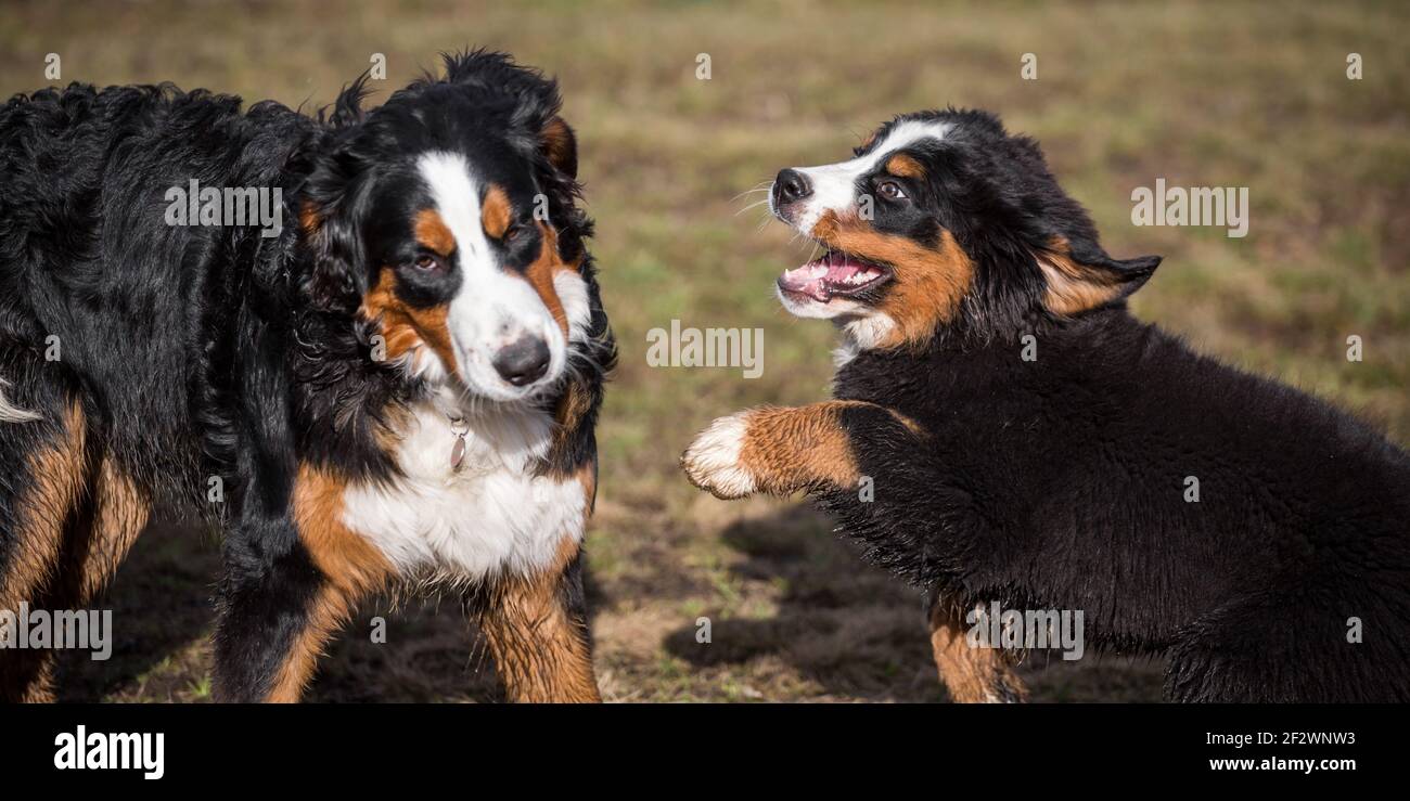 Deux chiens de montagne bernois jouant Banque D'Images