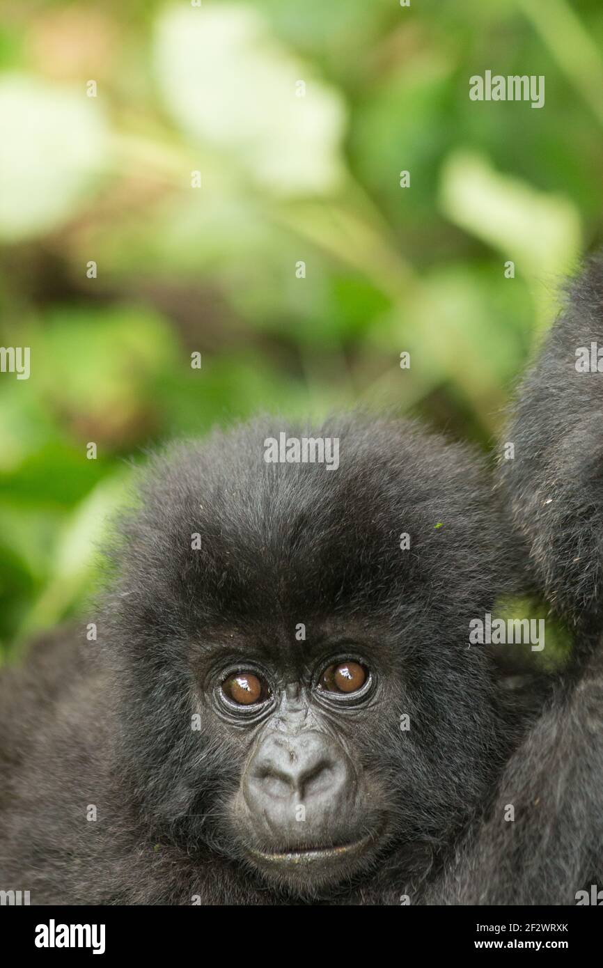 Gorillas de la montagne de bébé (Gorilla beringei beringei) du Groupe Hirwa dans le Parc National des Volcans. Banque D'Images